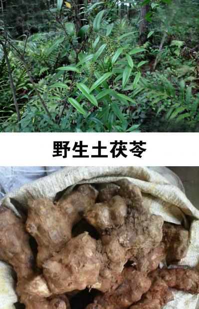 野生土茯苓