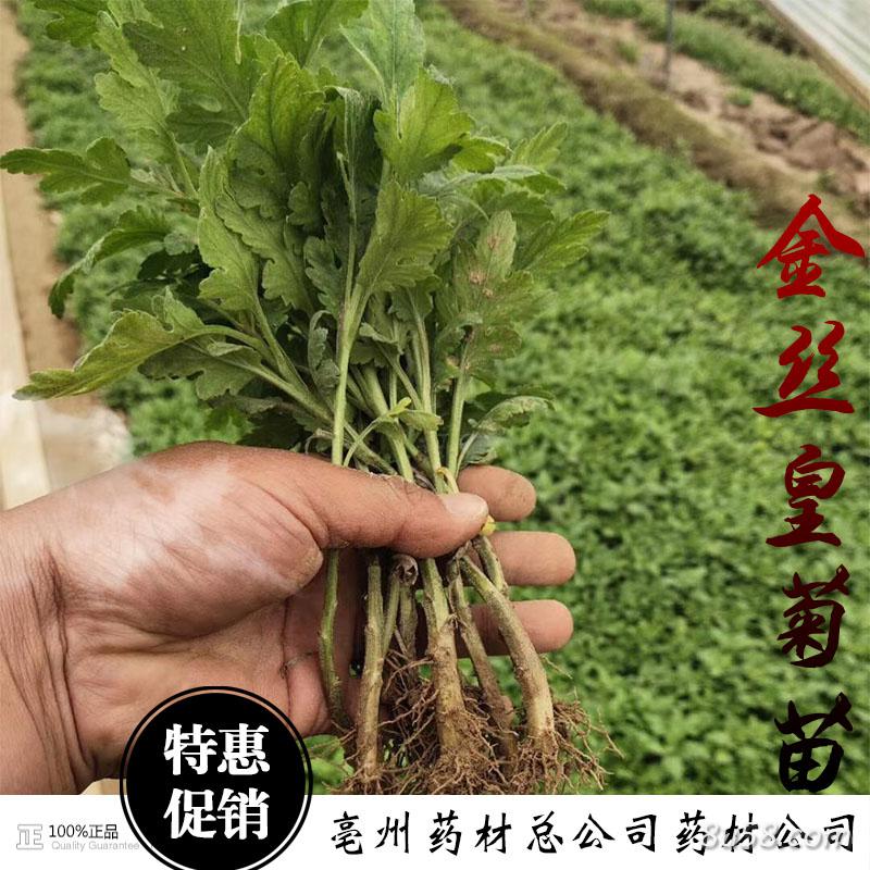 营养杯金丝皇菊苗 金丝皇菊扦插苗 产地批发 营养杯金丝皇菊苗 金丝皇菊扦插苗 产地批发