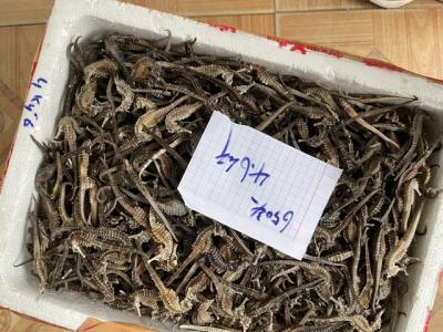 越南海马干 长期有货