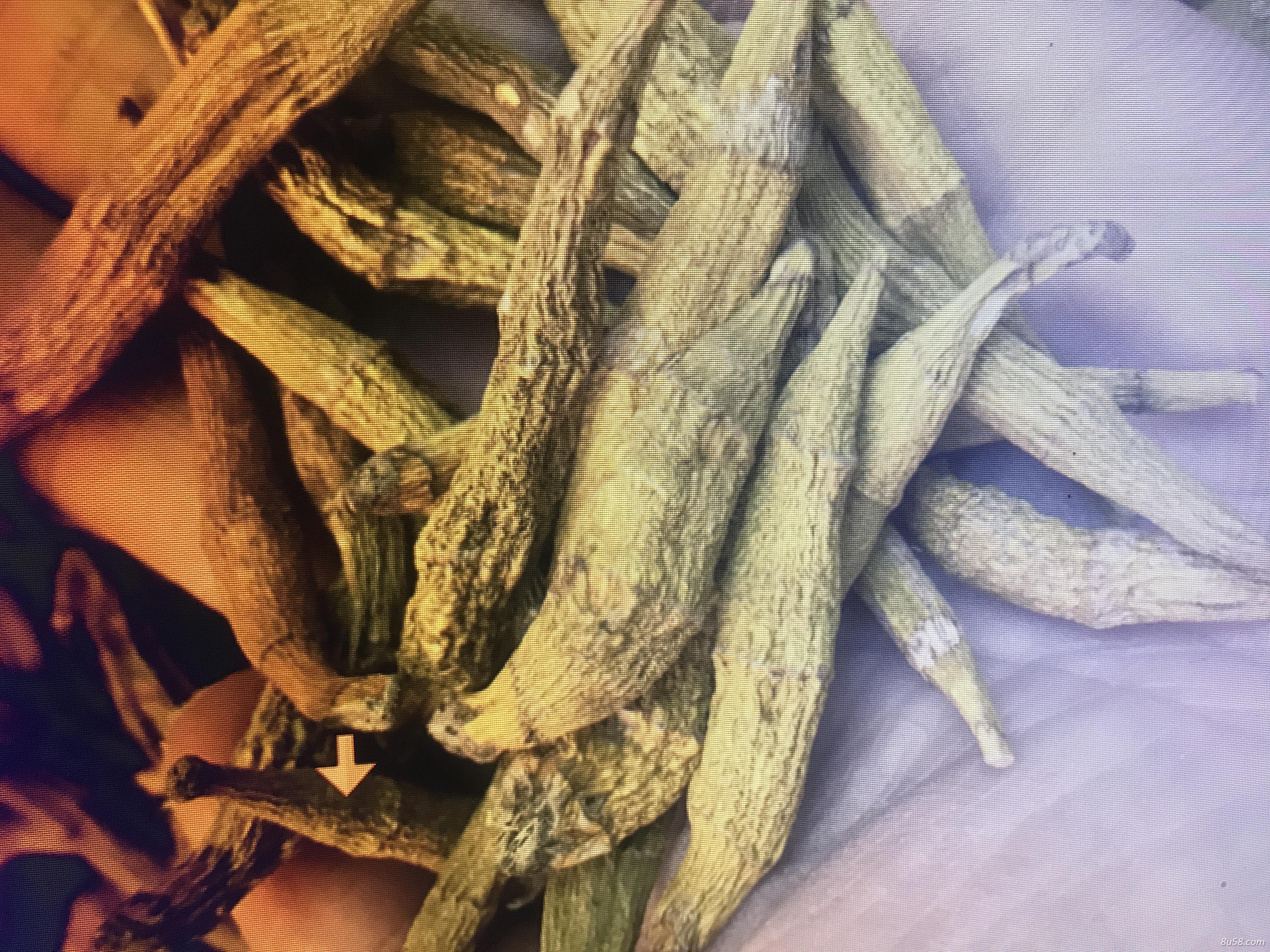 产地直供东南亚野生铁皮石斛散装现货大量批发