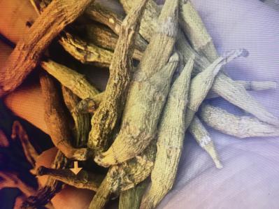 产地直供东南亚野生铁皮石斛散装现货大量批发
