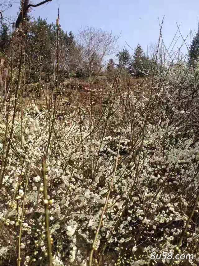 干梅花