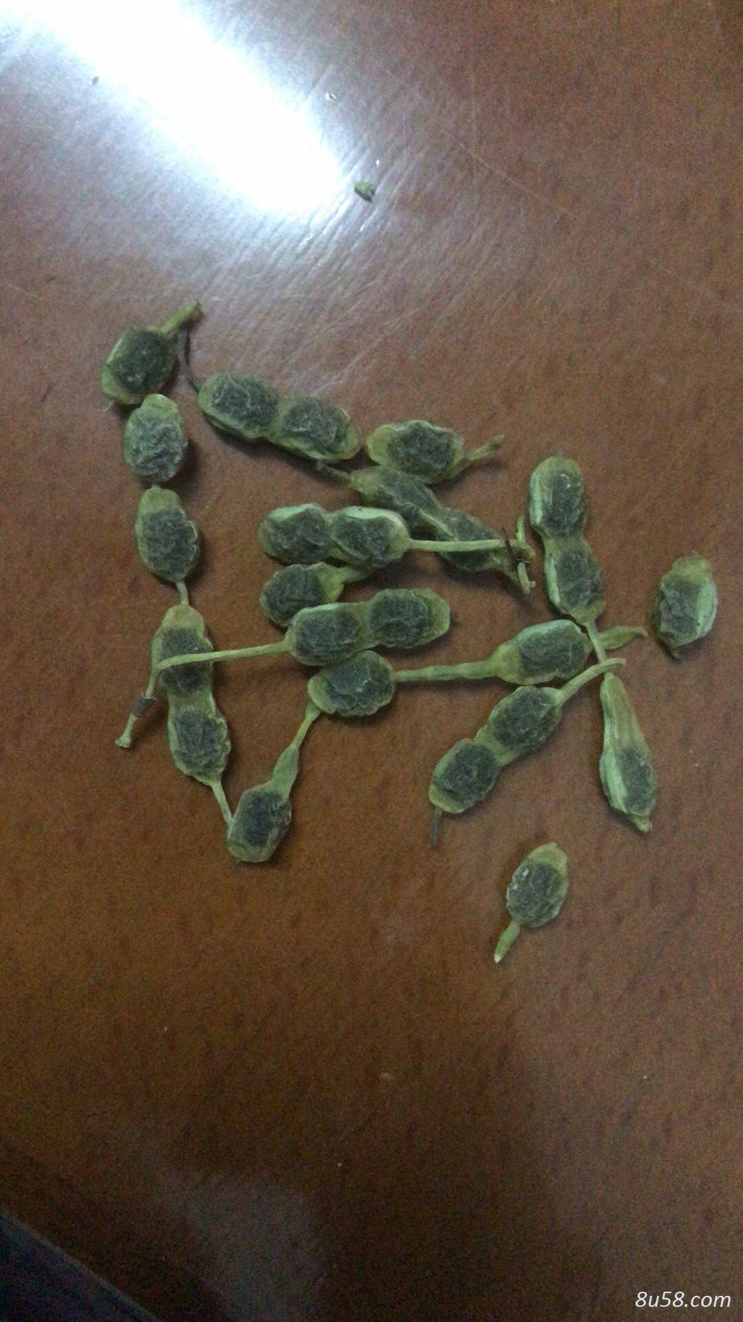 槐角（槐豆）出售