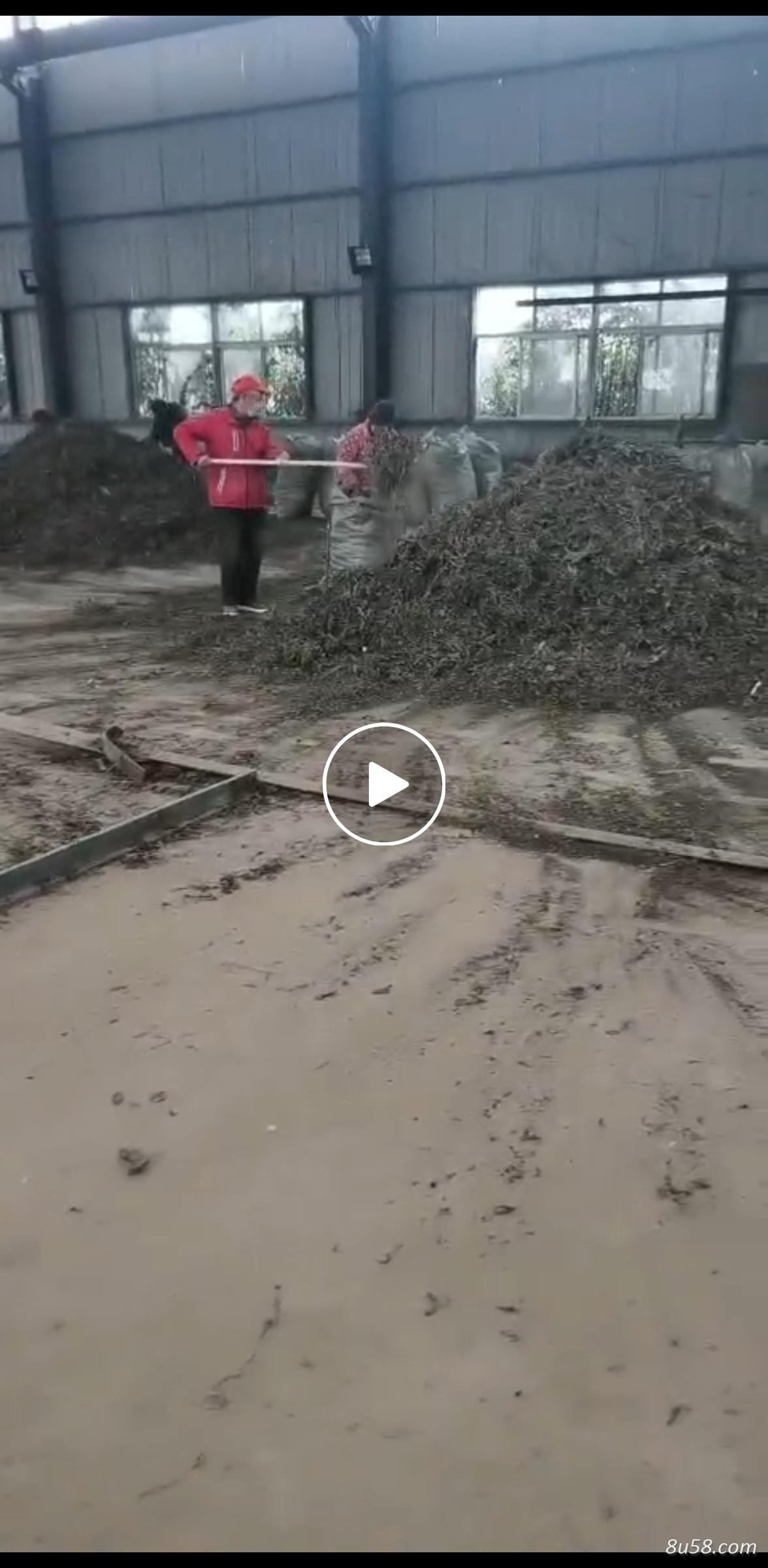 出售大青叶