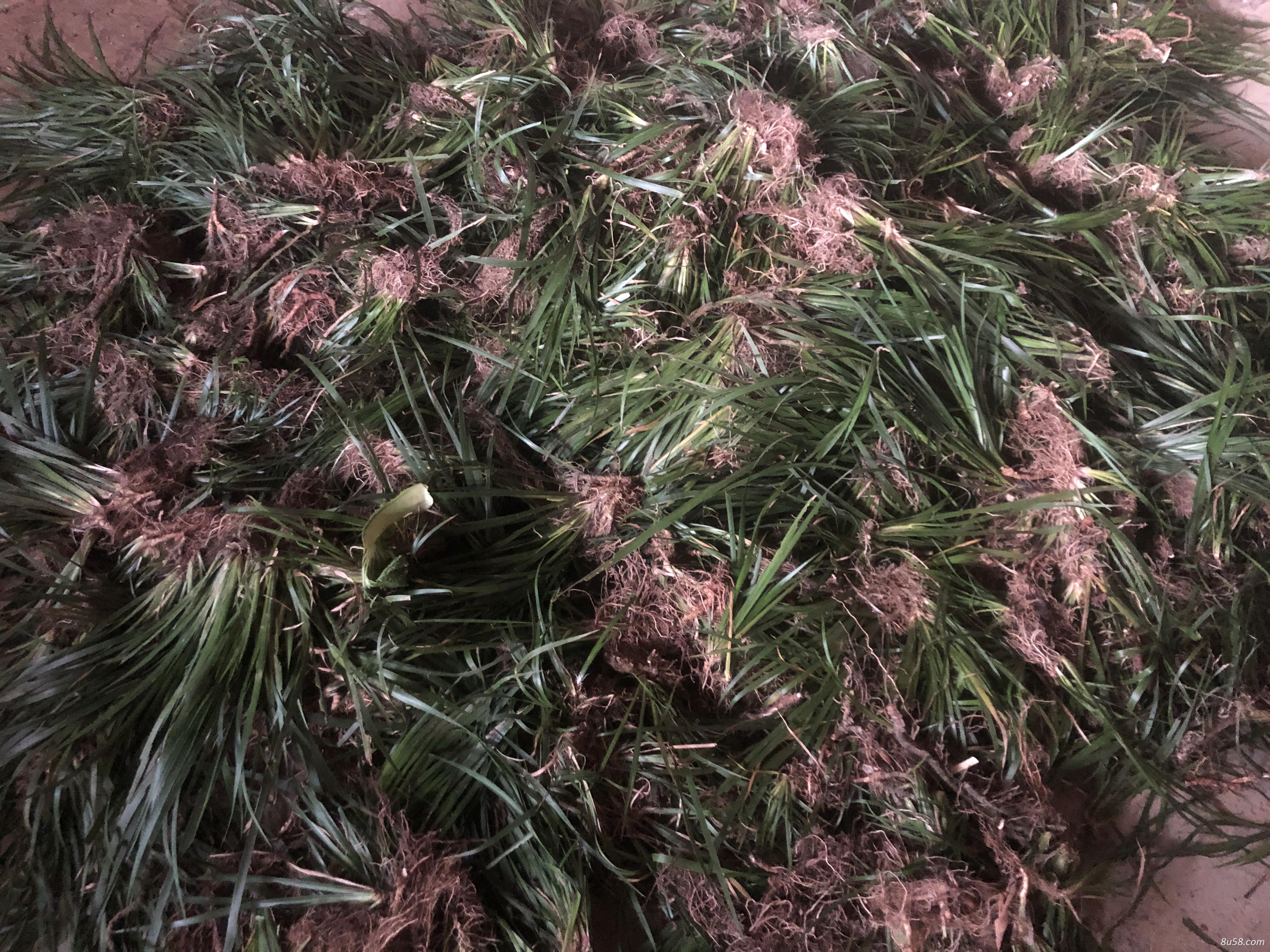 石菖蒲，价格从优