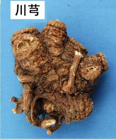 长期出售川芎