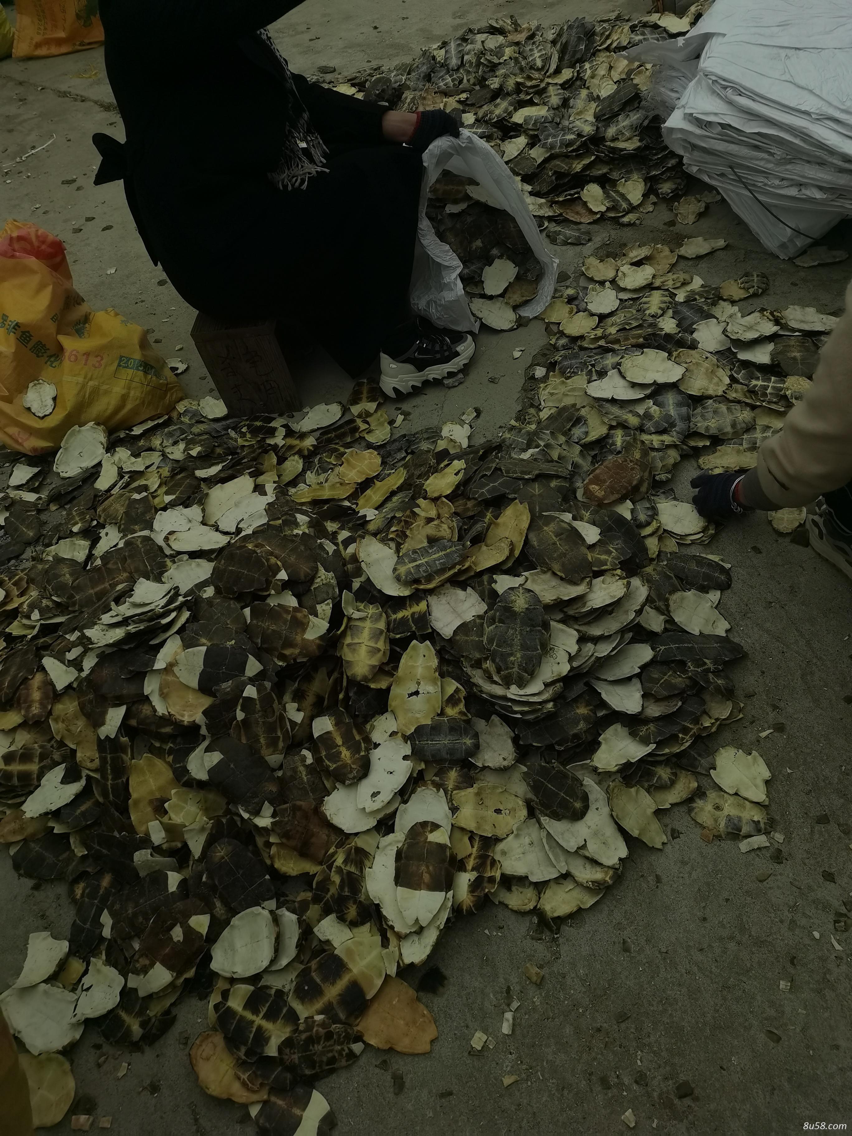 长期供应各种龟壳，鳖甲，醋鳖甲，价格便宜！