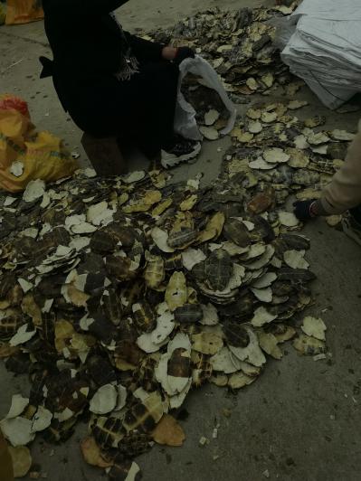 长期供应各种龟壳，鳖甲，醋鳖甲，价格便宜！