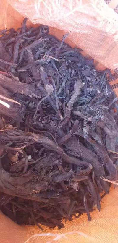 大量供应阿富汗紫草