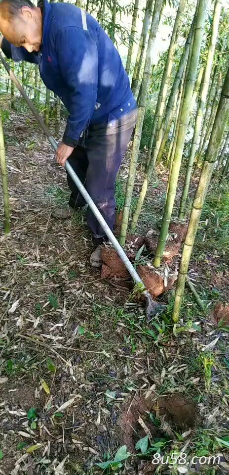 大量优质斑竹现买现挖种苗，适合公园观光种植，庭院等