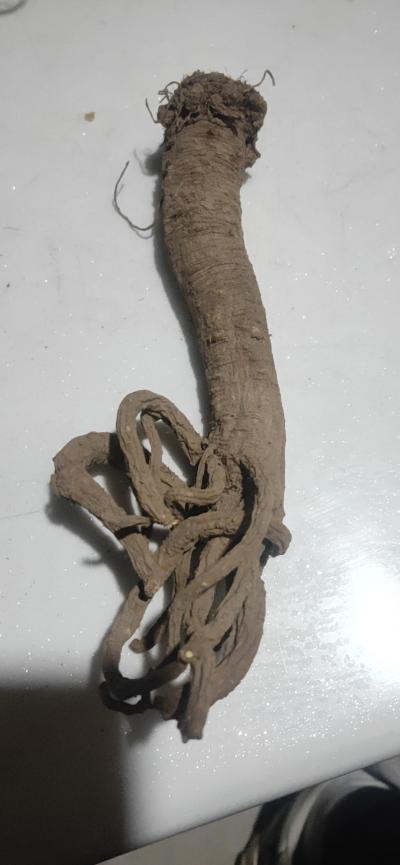 甘肃华亭纯干柴独活1吨,欢迎询价