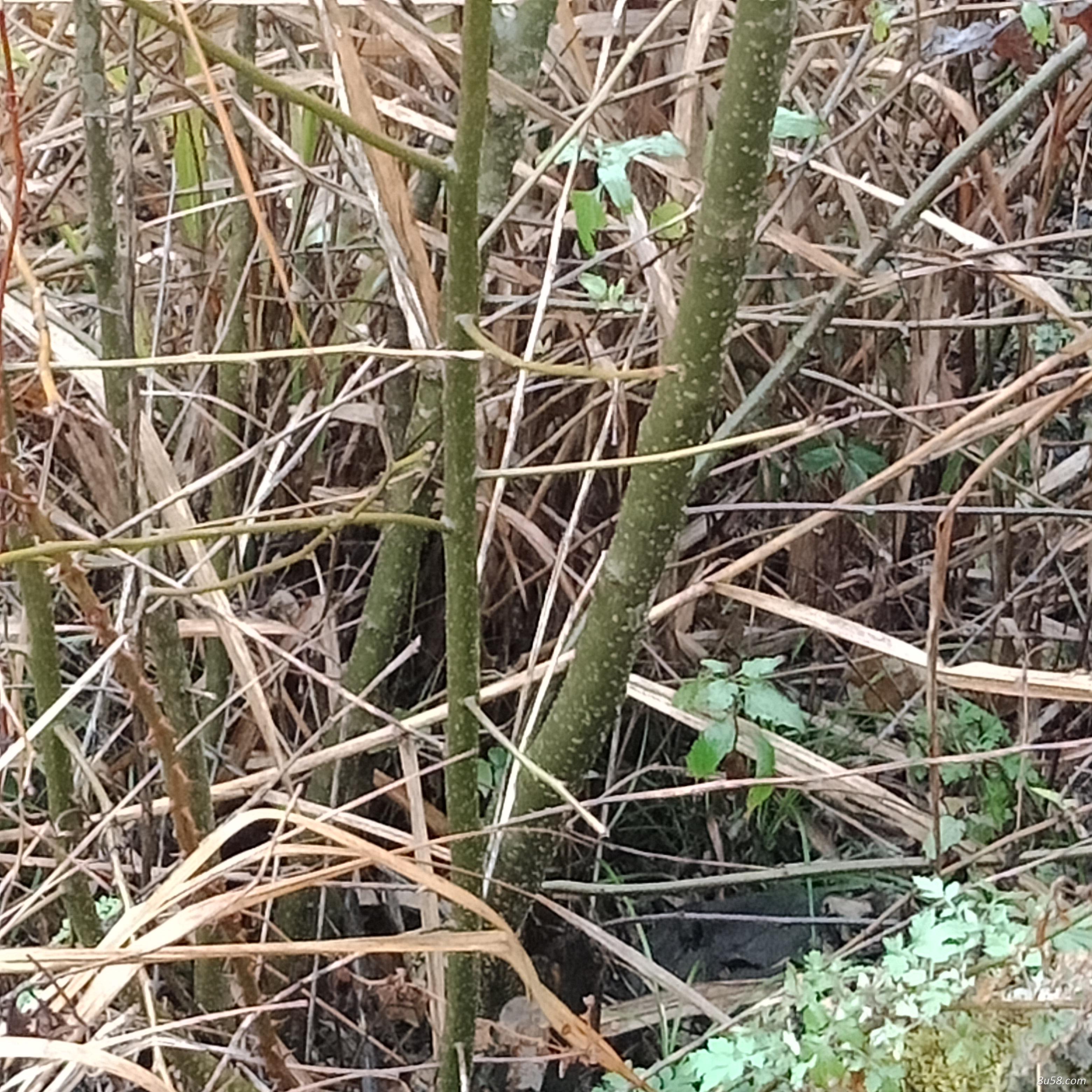 大量供应崗梅鲜货