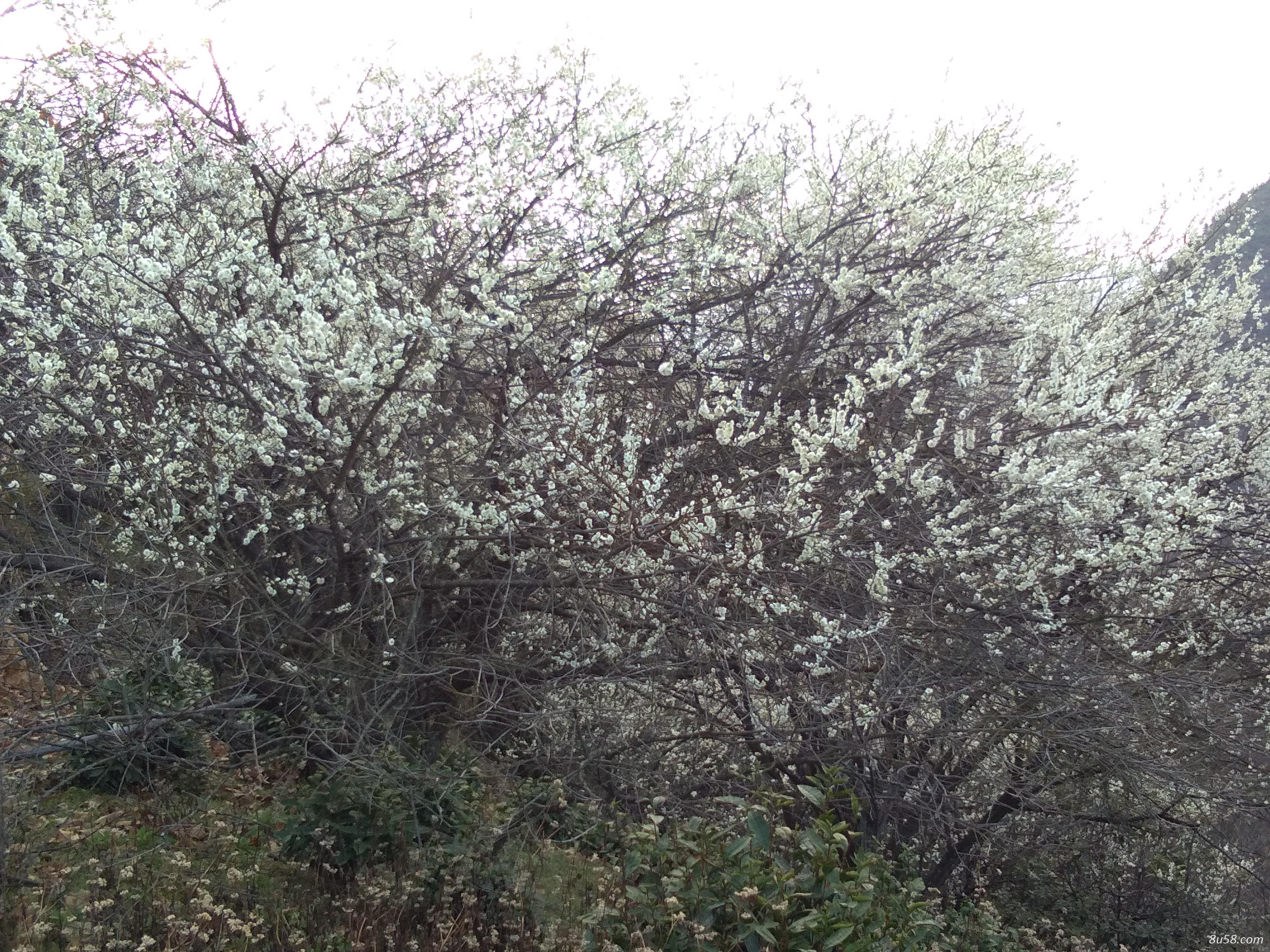 干绿梅花出售