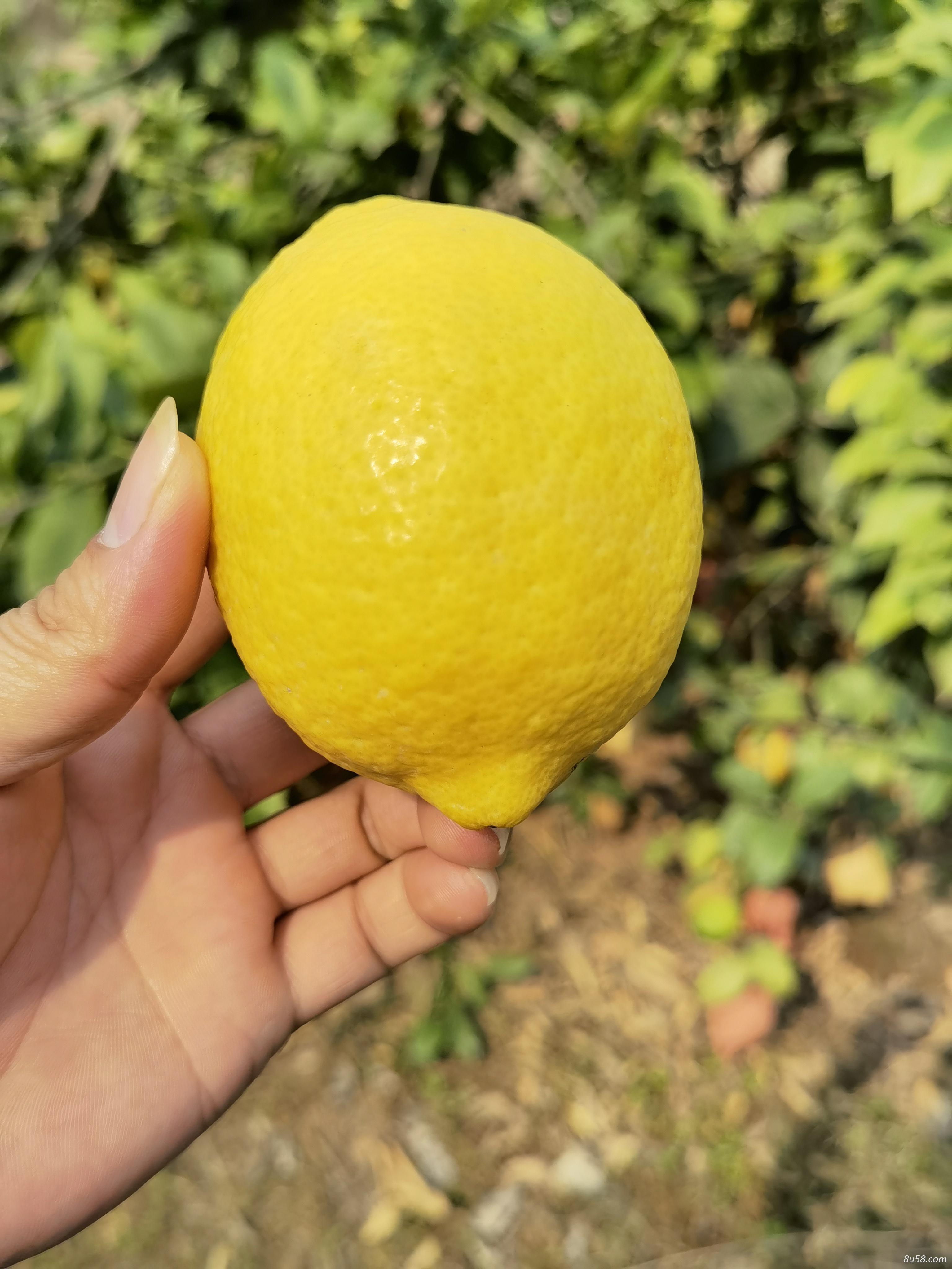 有尤力克柠檬出售