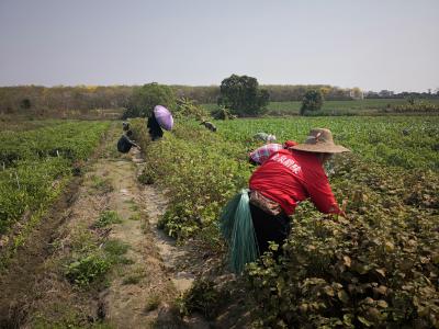 广藿香苗 存活率高 技术指导包回收 开春种植 秋天收成