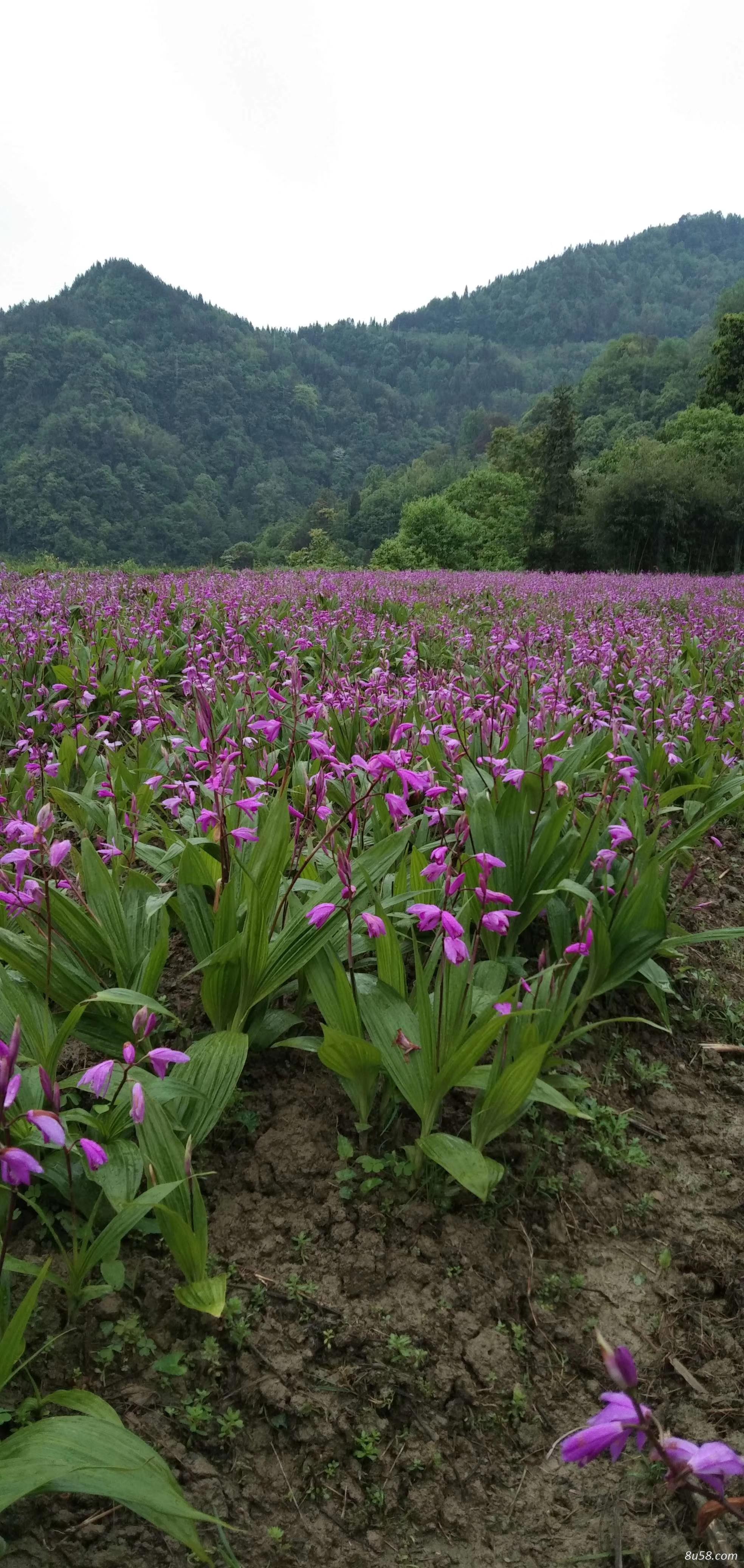 紫花三叉白芨种芽或块茎