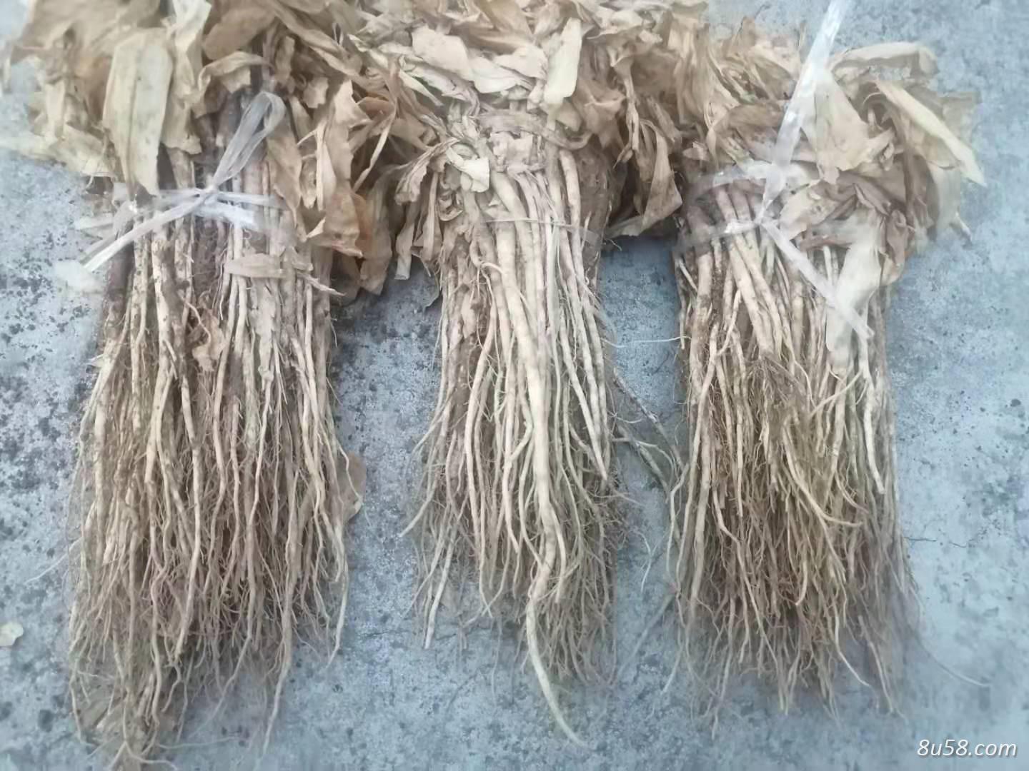 云秦艽种苗