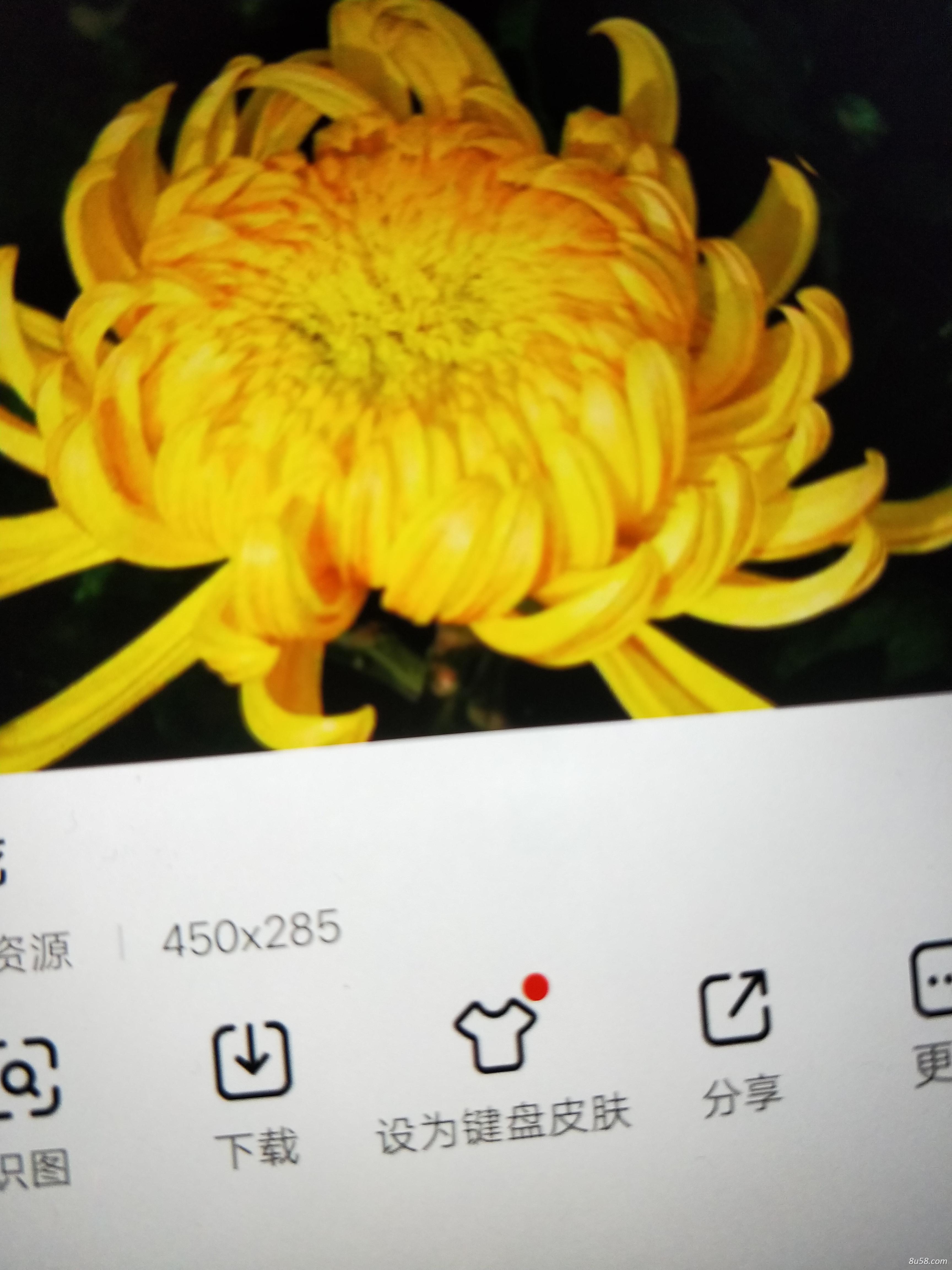 菊花种植合作