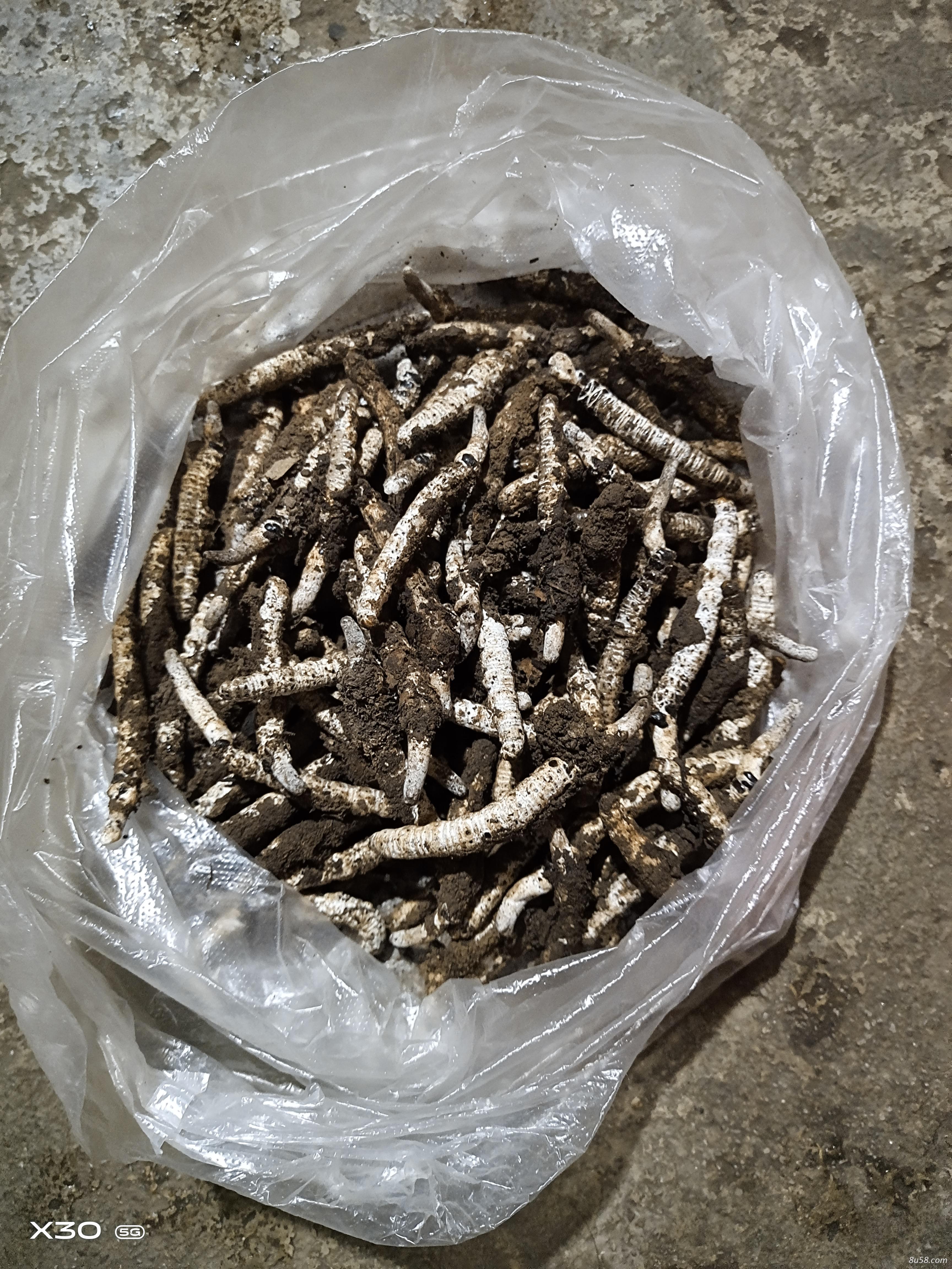 冬虫夏草新鲜货有需要的联系我，货物充足