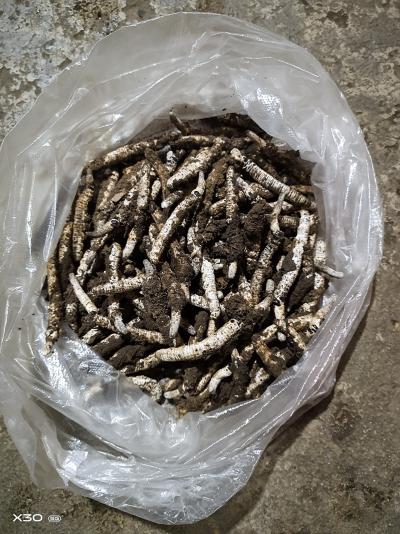冬虫夏草新鲜货有需要的联系我，货物充足