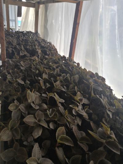 金线莲