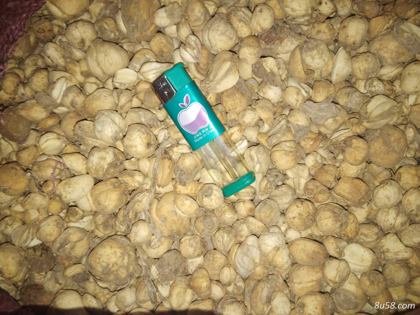 新疆贝母;新疆伊贝母批发 伊贝母 新疆伊犁贝母 伊贝母价格 伊贝母批发 新疆贝母;新疆伊贝母批发 伊贝母 新疆伊犁贝母 伊贝母价格 伊贝母批发