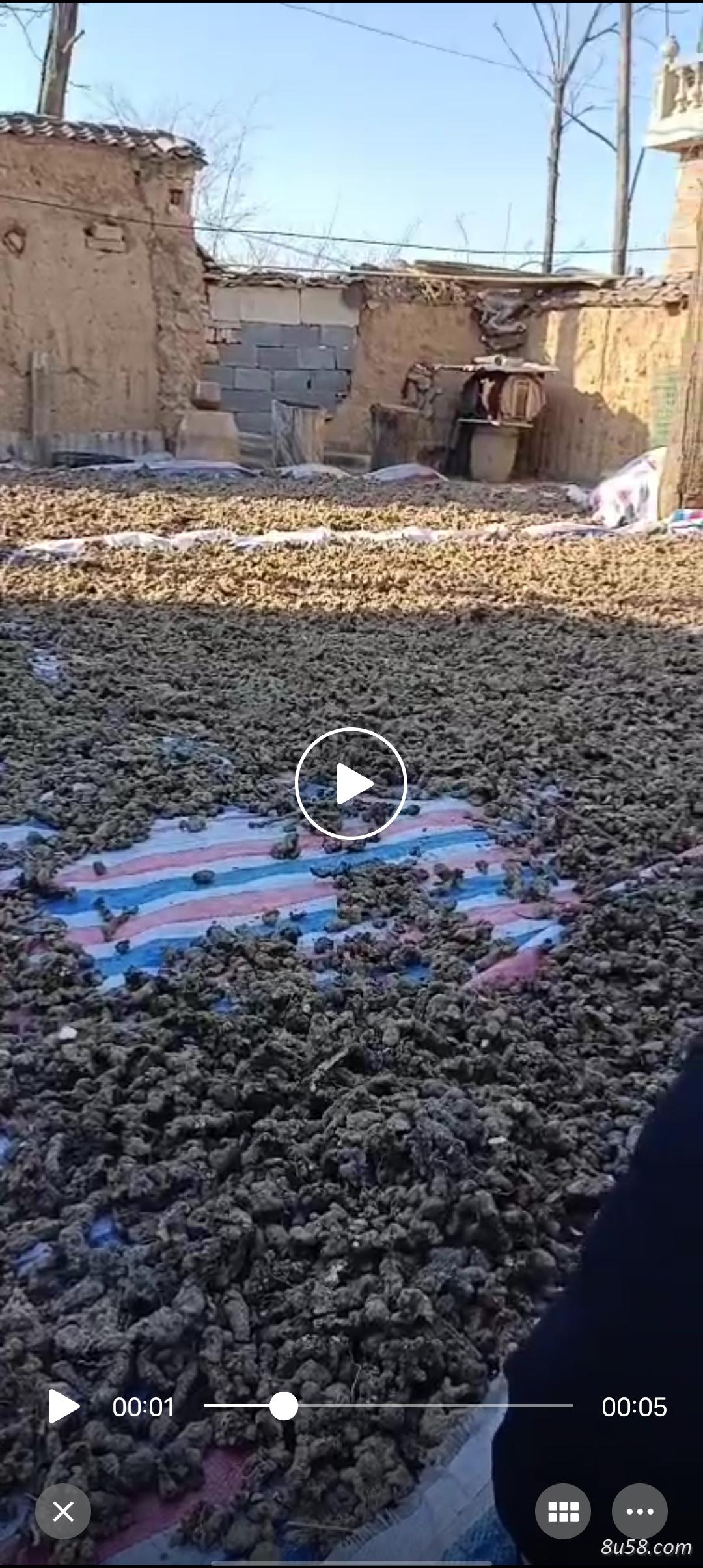 猪苓