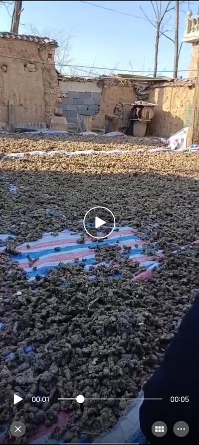 猪苓