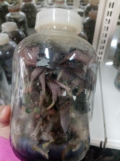 金线莲种苗发售