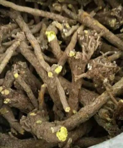 常年出售黄芩统个、饮片