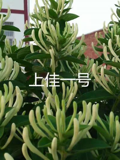 上佳金银花苗