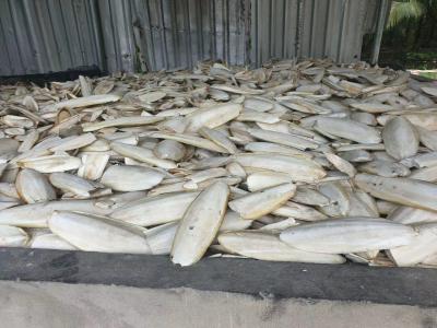 海螵蛸精品大量供应