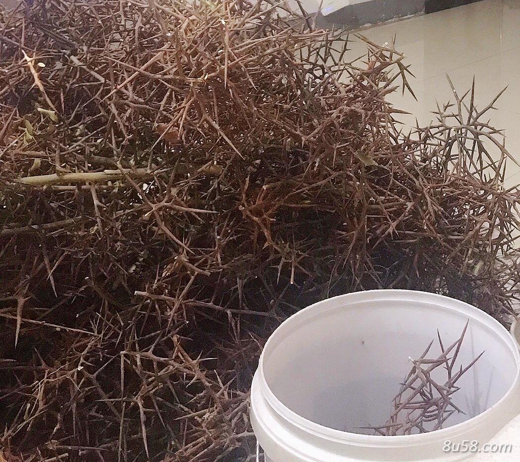 自家种植皂角树所产皂角刺出售 以加工 自家种植皂角树所产皂角刺出售 以加工
