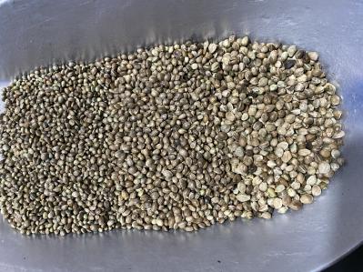 新火麻仁大中小规格齐全净货50吨