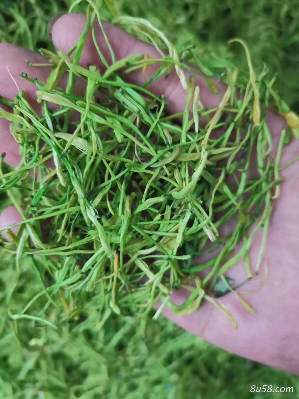 山银花购销