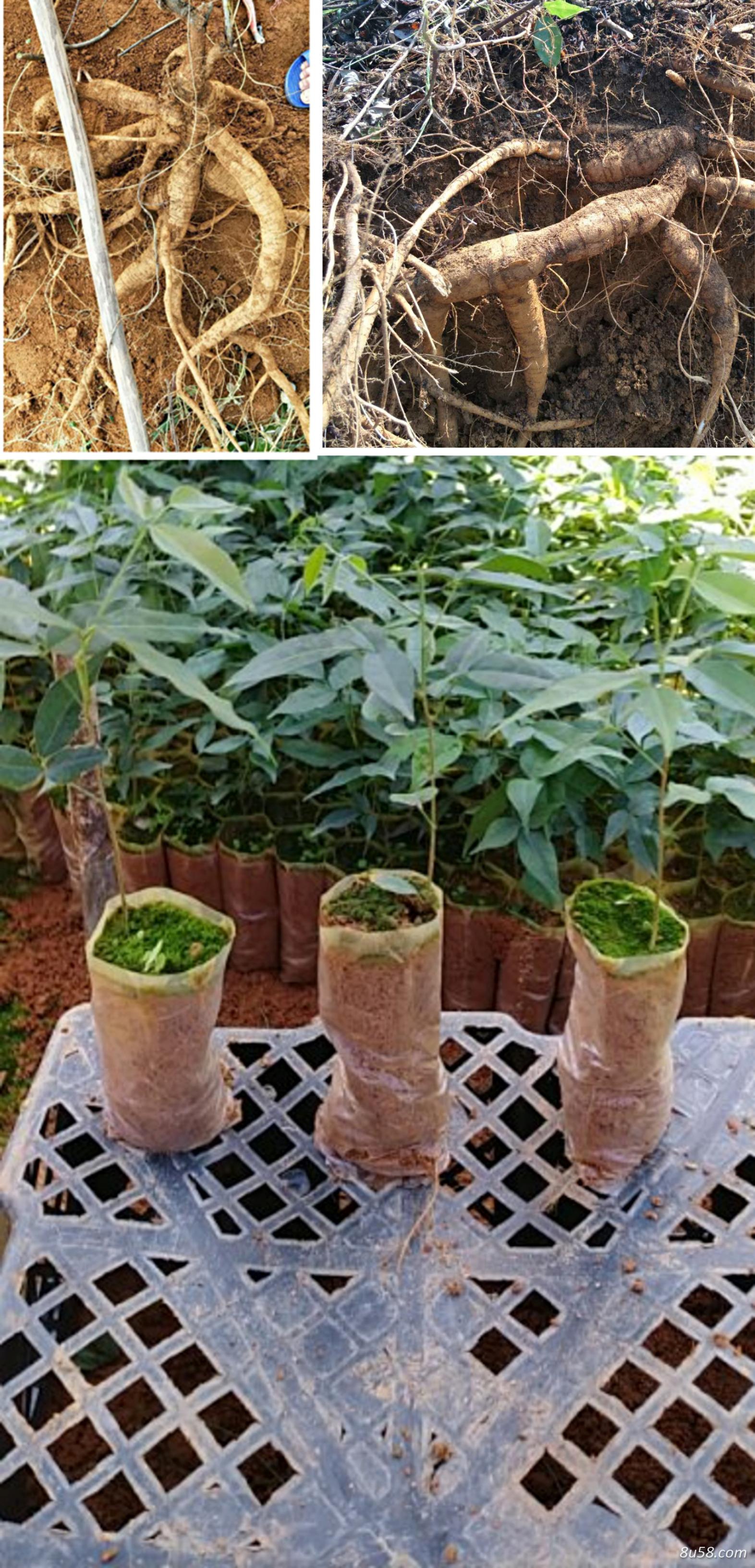 大量供应优质小牛大力苗结薯快 大量供应优质小牛大力苗结薯快