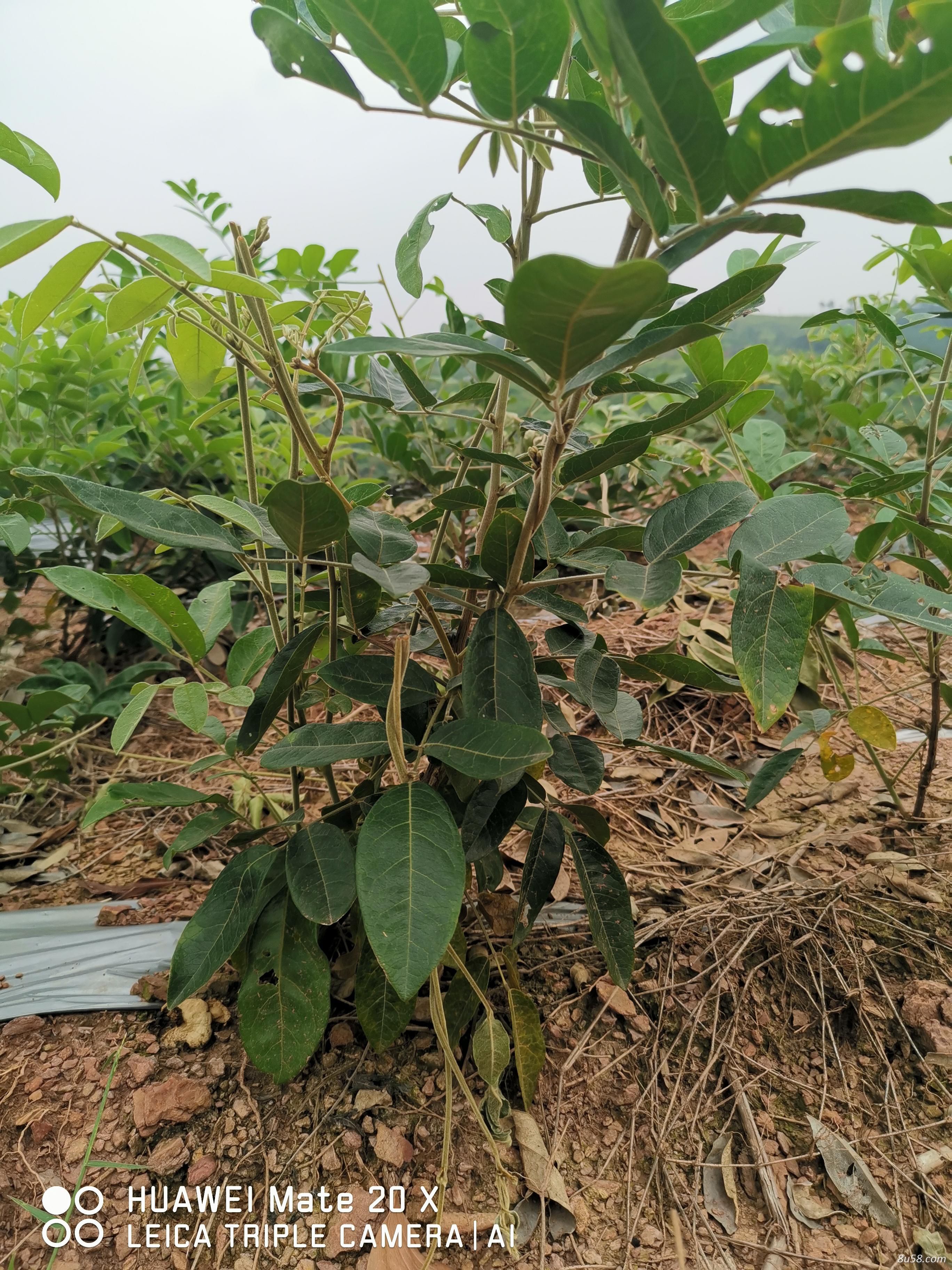 黄毛大叶牛大力种苗 黄毛大叶牛大力种苗