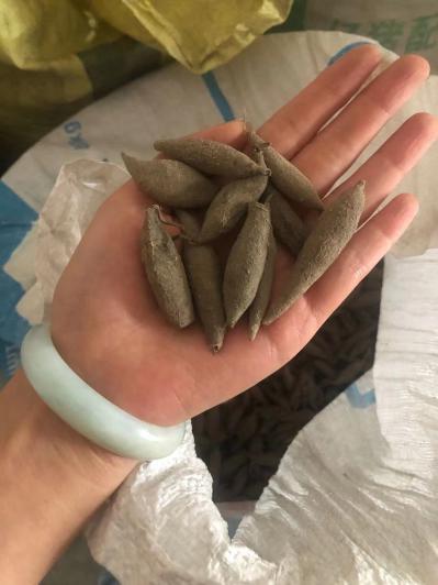产地直销黄丝郁金绿丝郁金