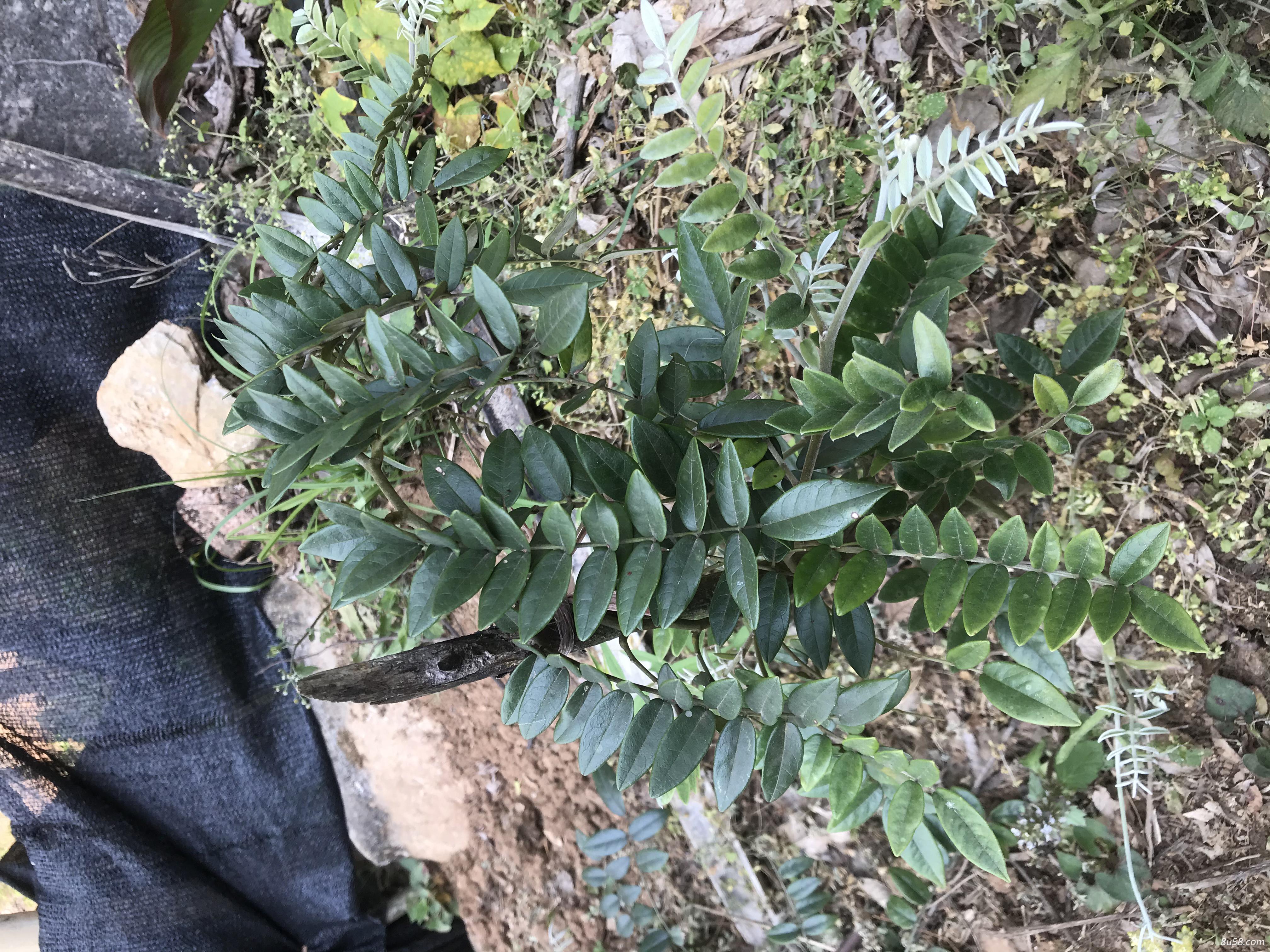 大量出售山豆根