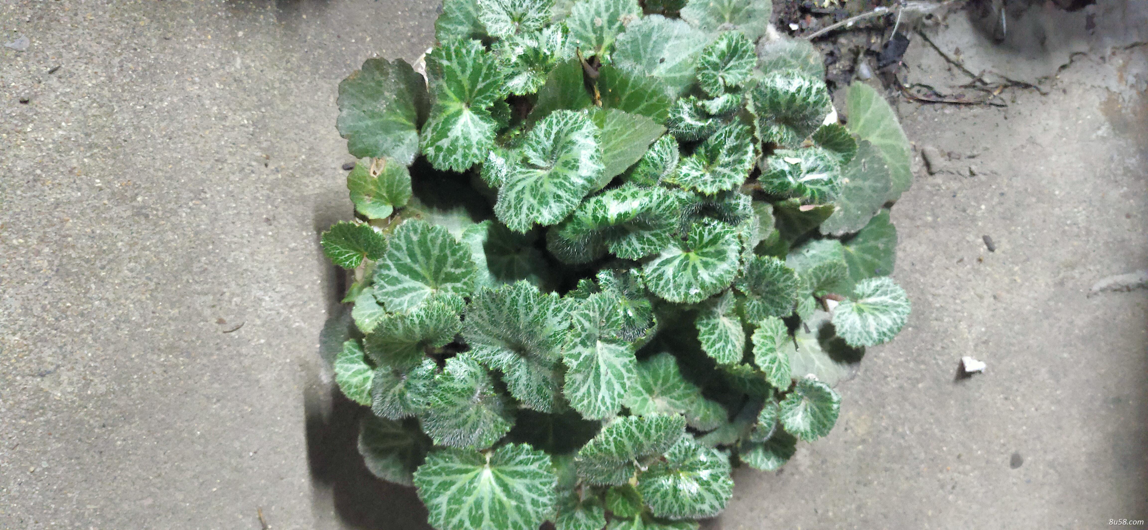 鲜活虎耳草 鲜活虎耳草