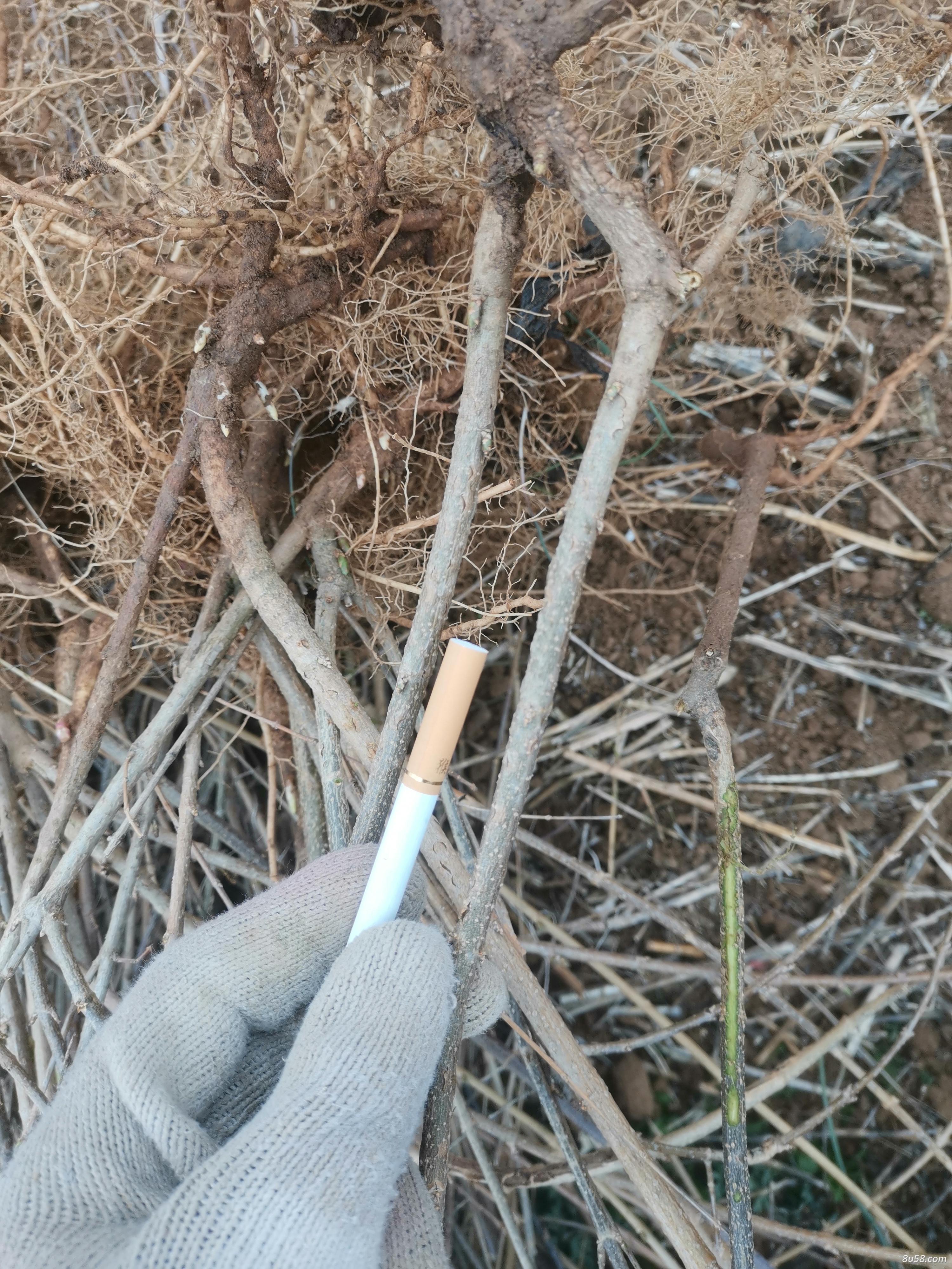 3年生选育药用连翘种苗
