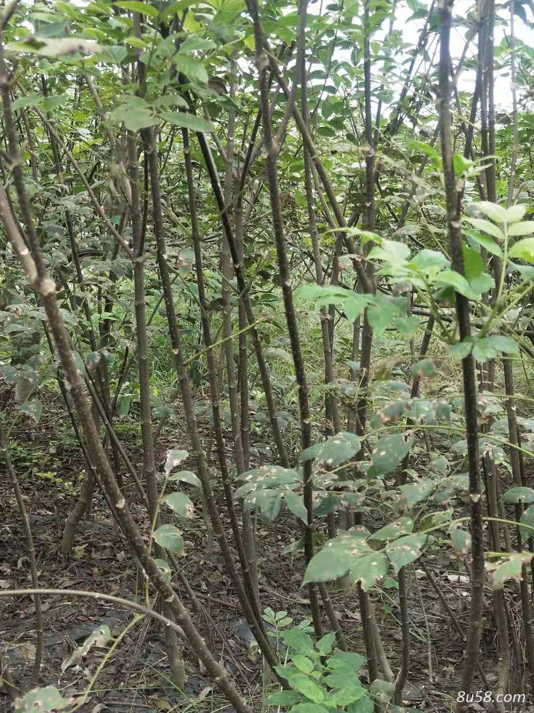 高产量中花吴茱萸苗