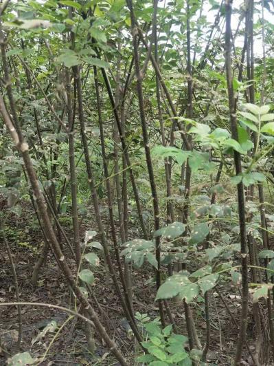 高产量中花吴茱萸苗