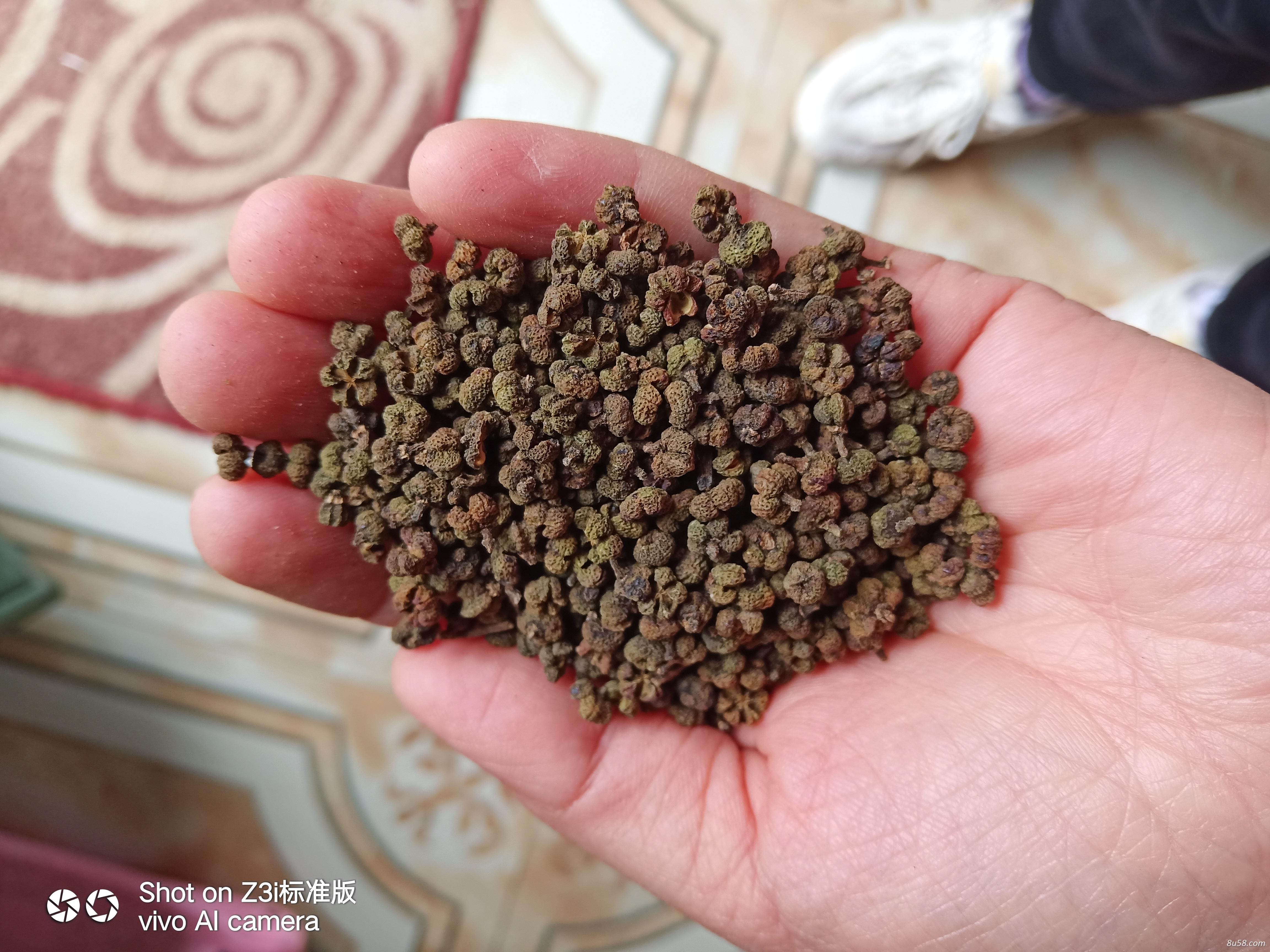 陈货吴茱萸干货