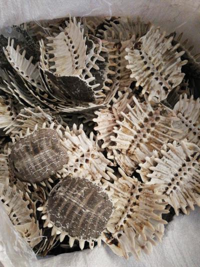 长期出售甲鱼壳、等各种药材