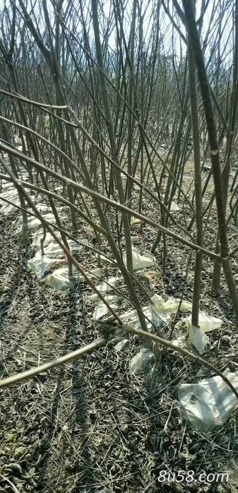 大量出售高产量中花吴茱萸苗