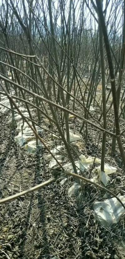 大量出售高产量中花吴茱萸苗
