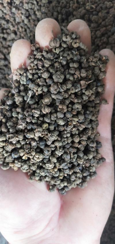 中花吴茱萸干货出售