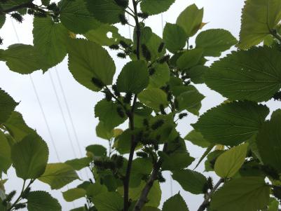 新鲜桑叶现摘现发，大量接单
