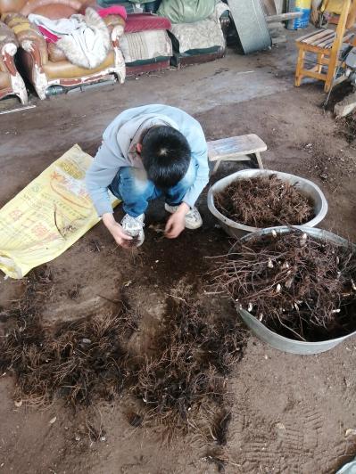 有苍术卖